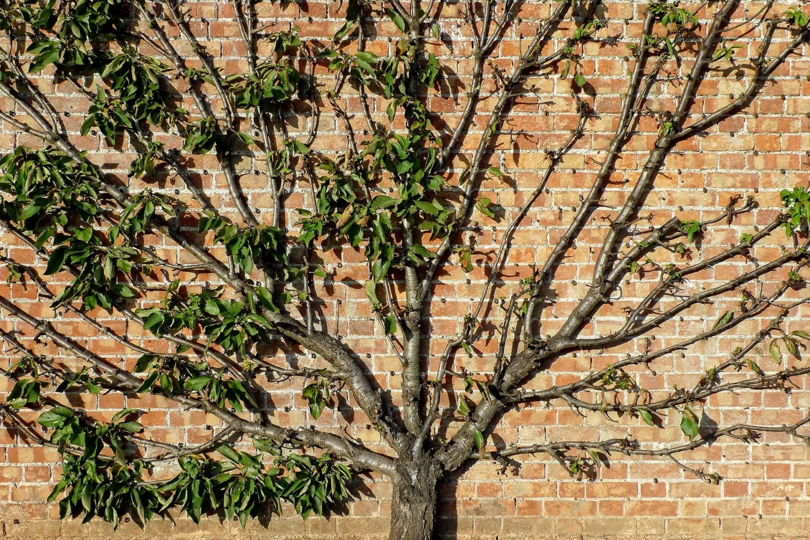tree 1706648 1920