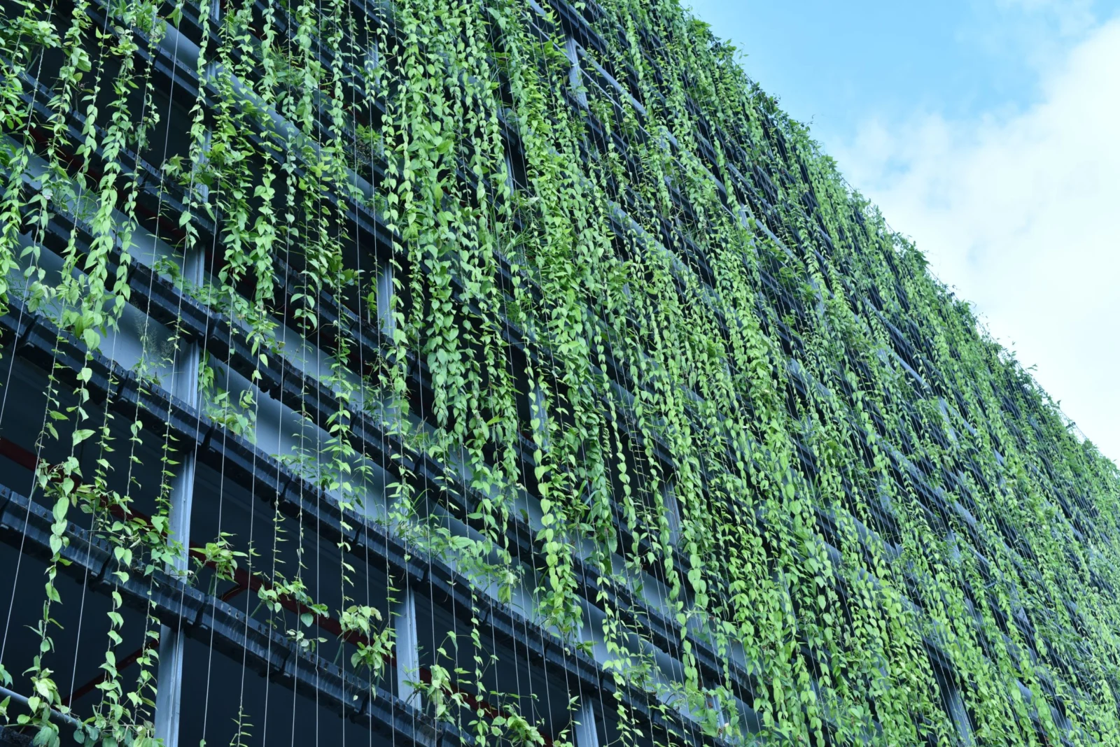 อาคารเขียว กรีน sustainable
