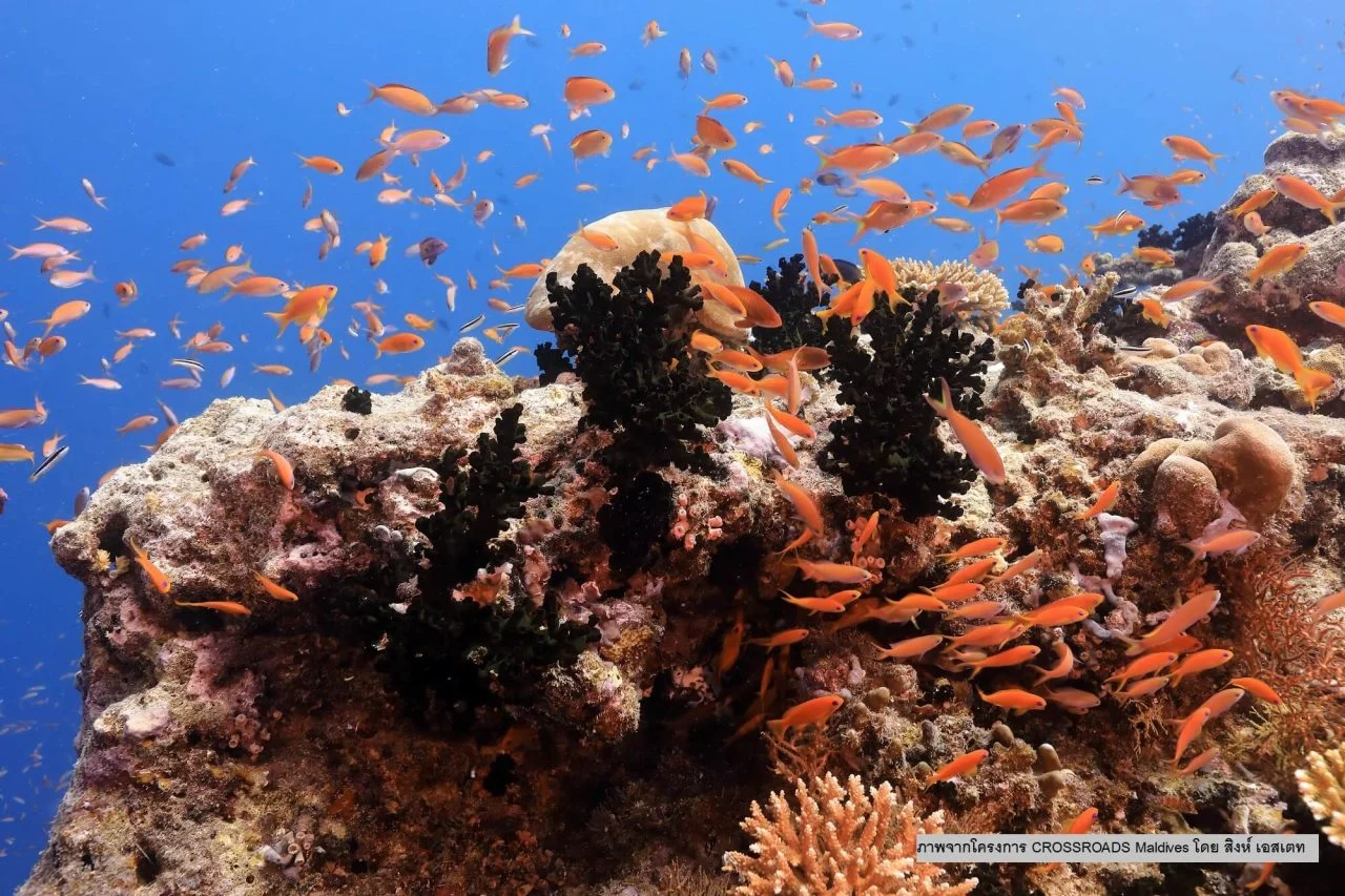 S UN Ocean Decade WESTPAC